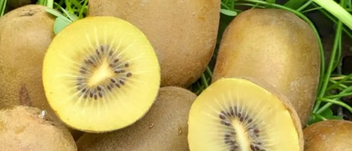De Gustibus | Kiwi gold: il giallo made in Calabria