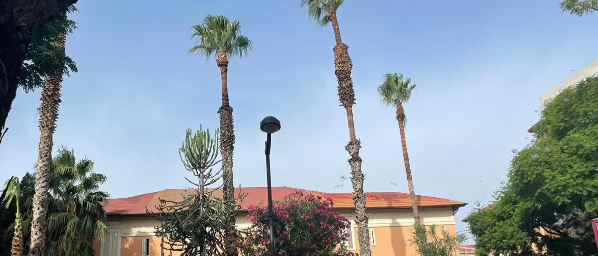 Reggio, potate le palme in piazzetta Galilei. Il comitato di quartiere: «Fondamentale la sollecitazione dei cittadini»