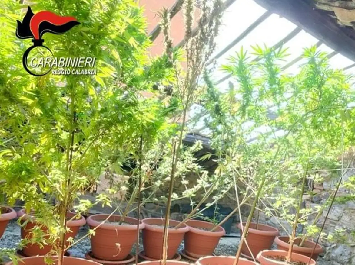 Platì, arrestato 56enne trovato in possesso di 3,5 chili di marijuana