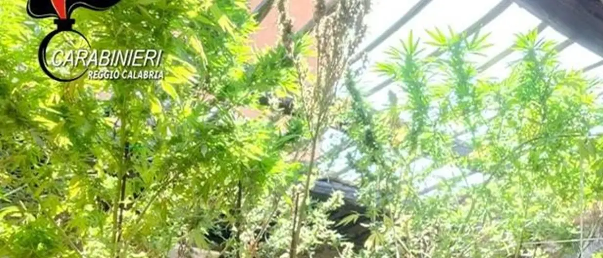 Platì, arrestato 56enne trovato in possesso di 3,5 chili di marijuana