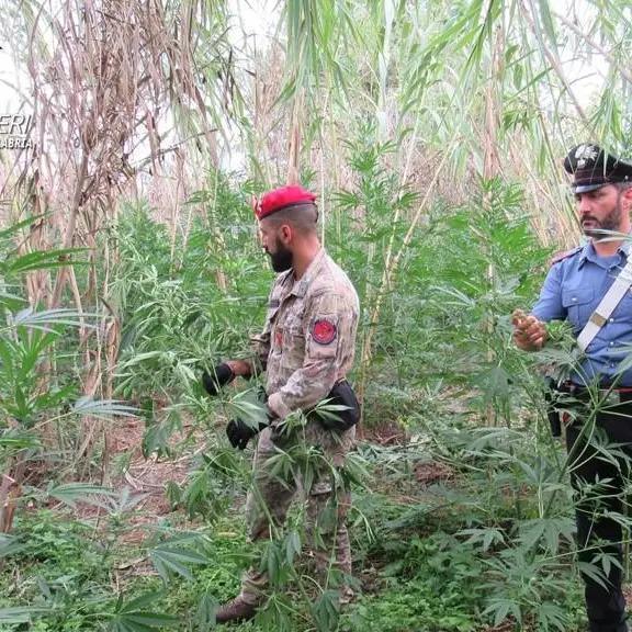 Gioia Tauro, mille piante di marijuana individuate dai carabinieri