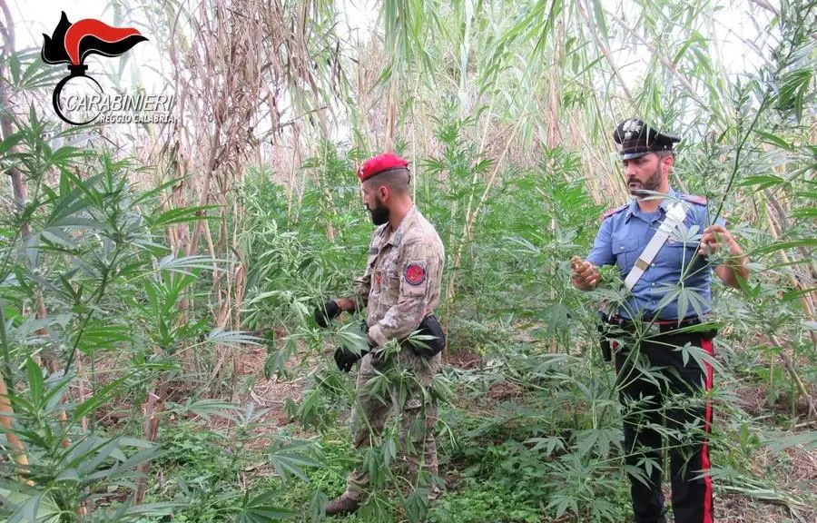 Gioia Tauro, mille piante di marijuana individuate dai carabinieri