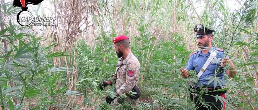 Gioia Tauro, mille piante di marijuana individuate dai carabinieri