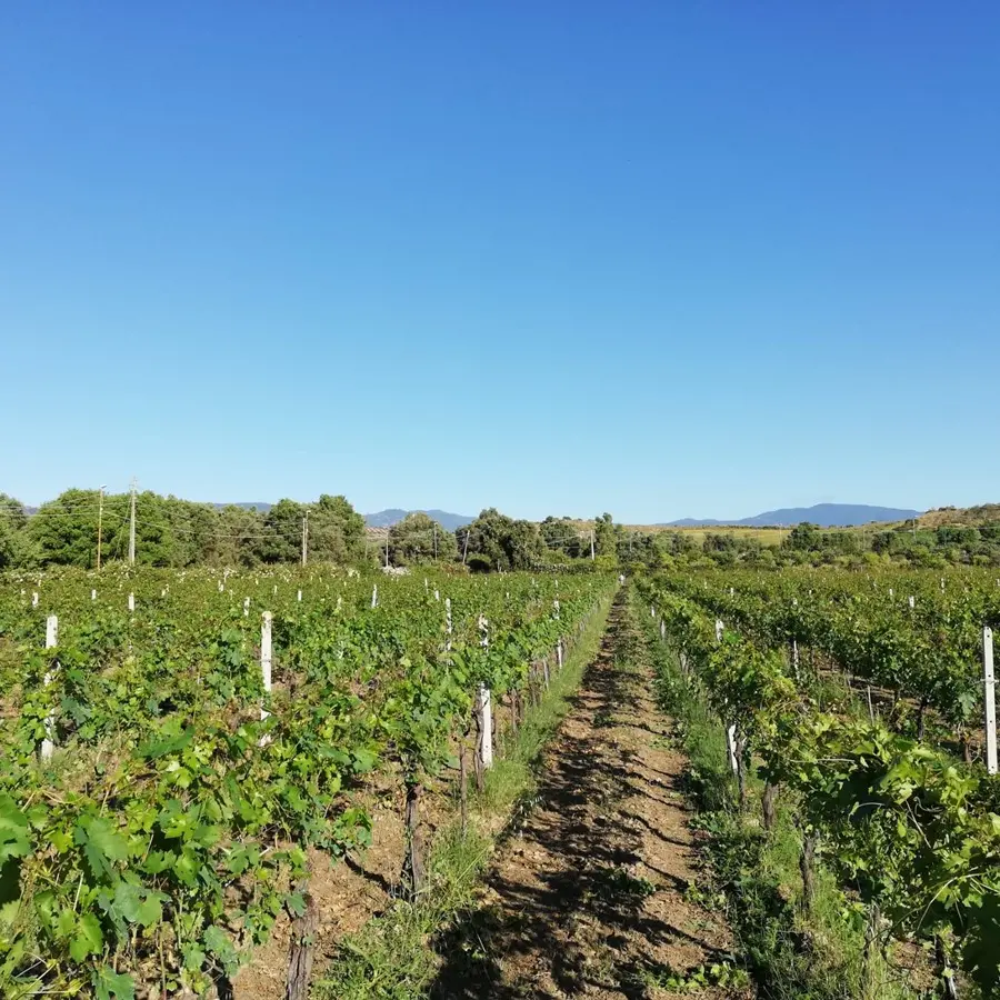 DE GUSTIBUS| Vino greco di Bianco: il nettare degli dei