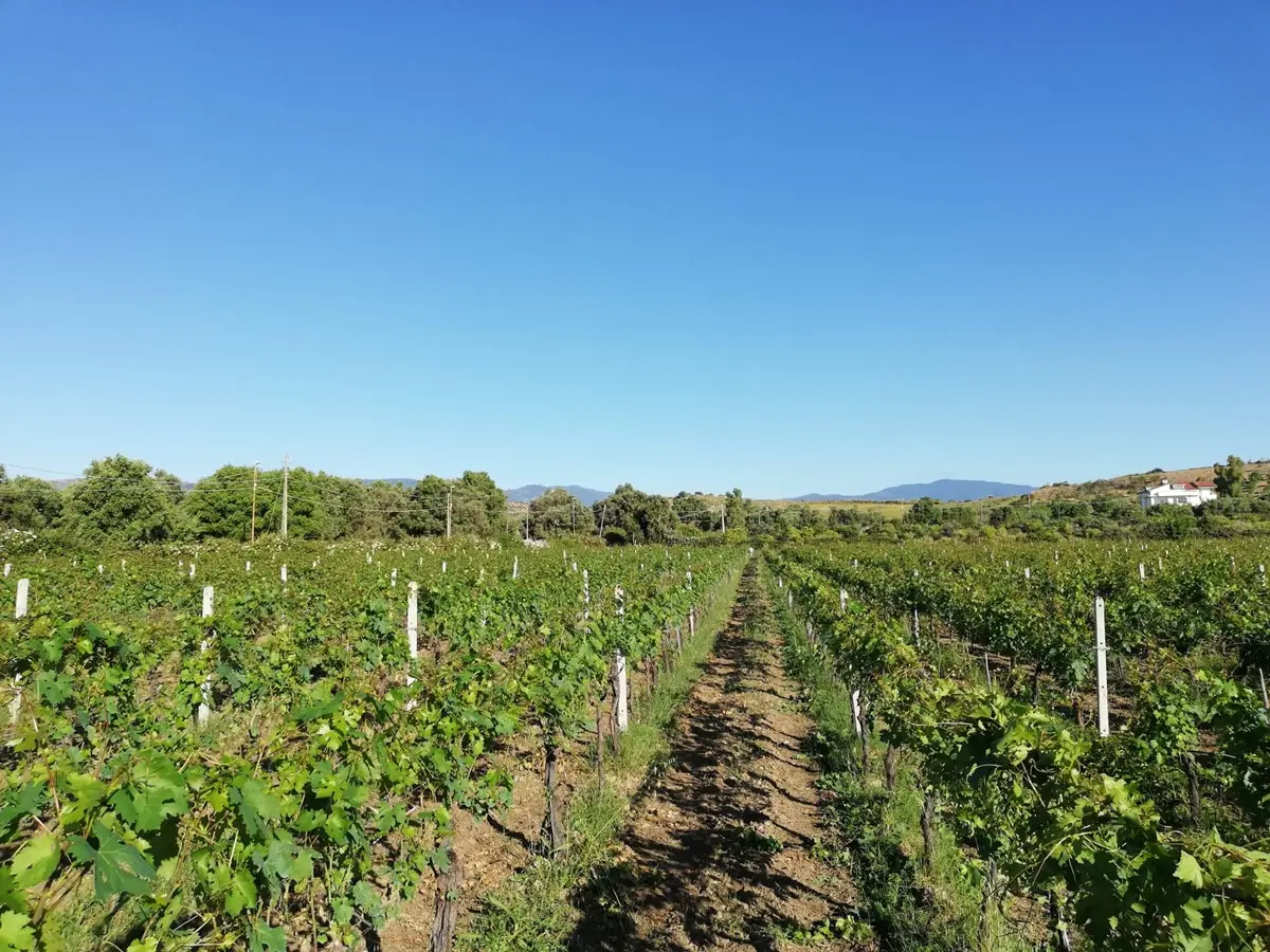 DE GUSTIBUS| Vino greco di Bianco: il nettare degli dei
