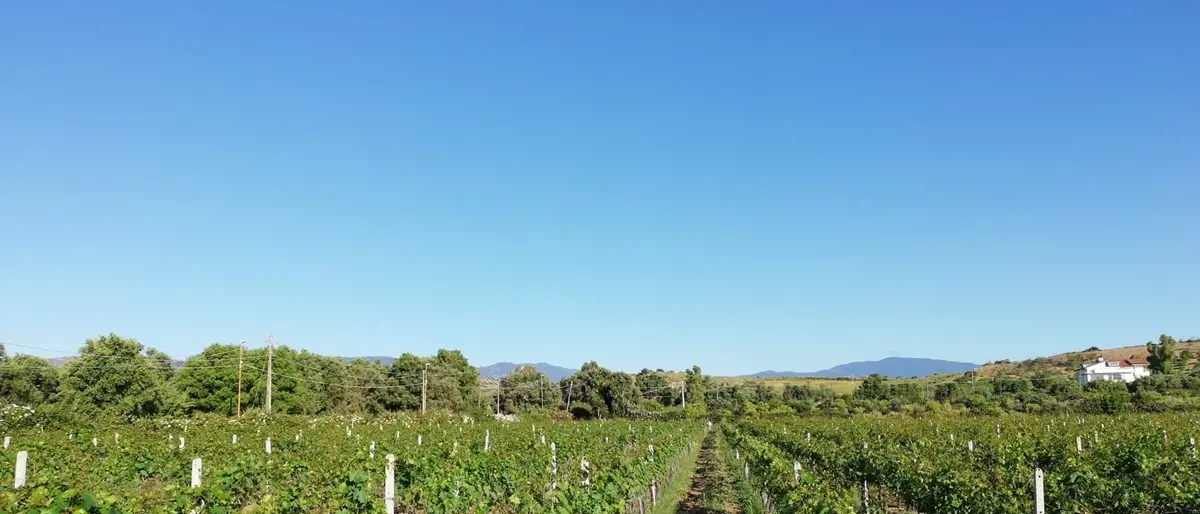 DE GUSTIBUS| Vino greco di Bianco: il nettare degli dei