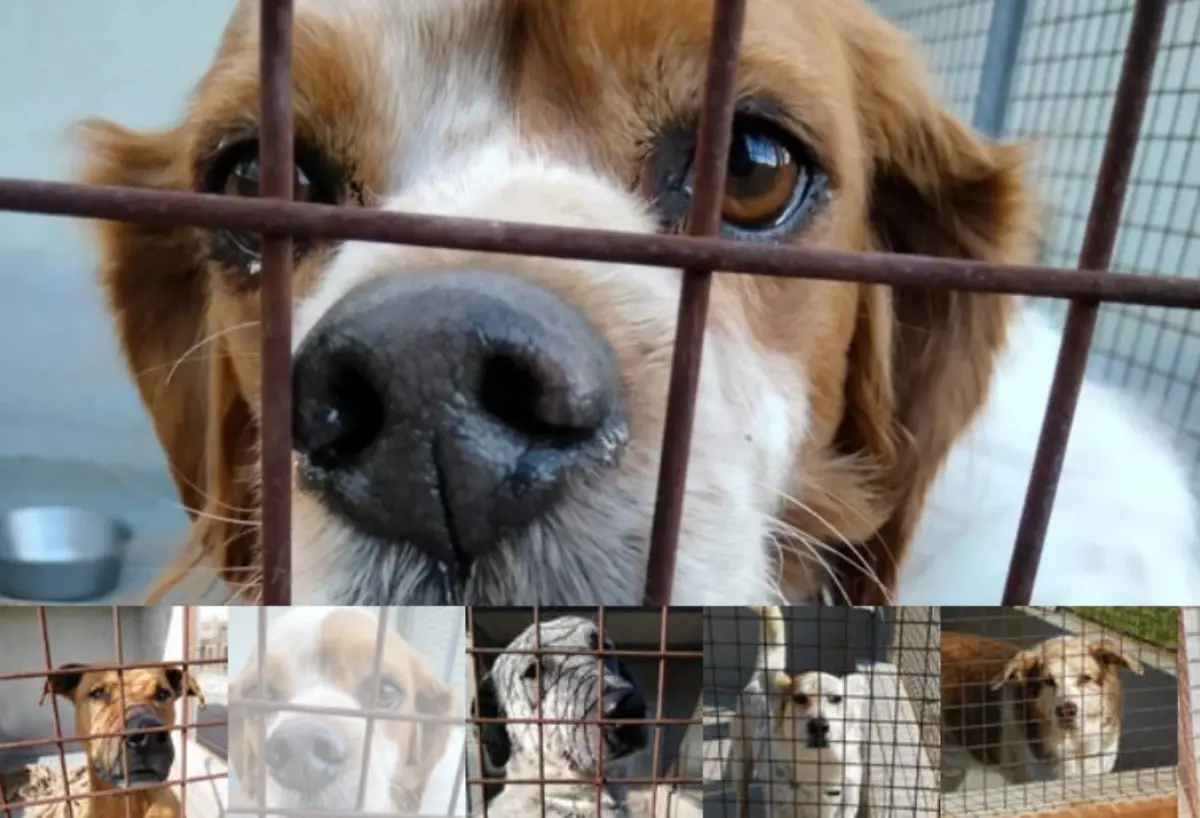 Reggio, il canile di Mortara alla ricerca degli sponsor