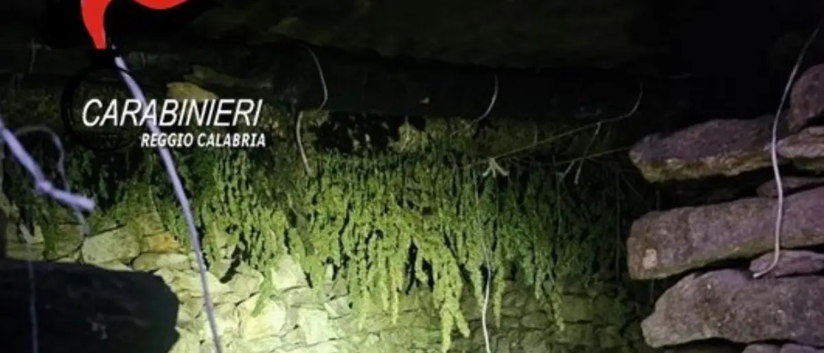 Reggio, i carabinieri scoprono piantagione di canapa a Cardeto: arrestato 24enne