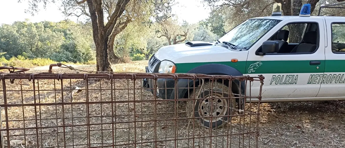 Reggio, gabbia per cinghiali nell'area Jonica: denunciato il proprietario di un terreno
