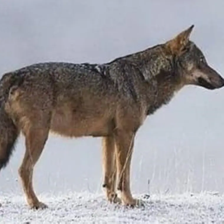 Melito, avvistato sul lungomare un lupo appenninico