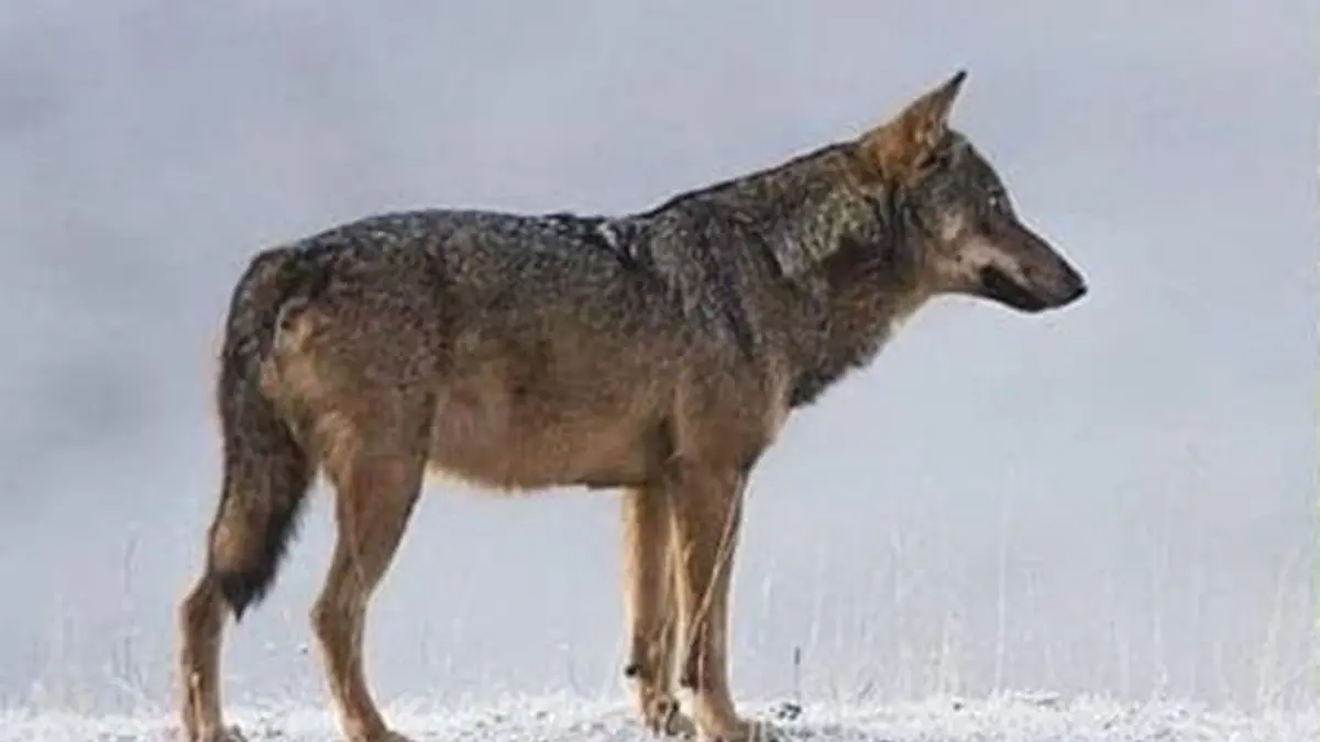 Differenze tra lupo e cane lupo cecoslovacco