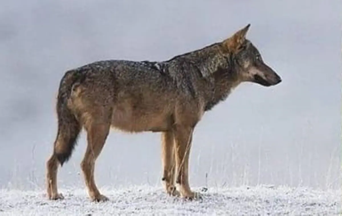 Melito, avvistato sul lungomare un lupo appenninico