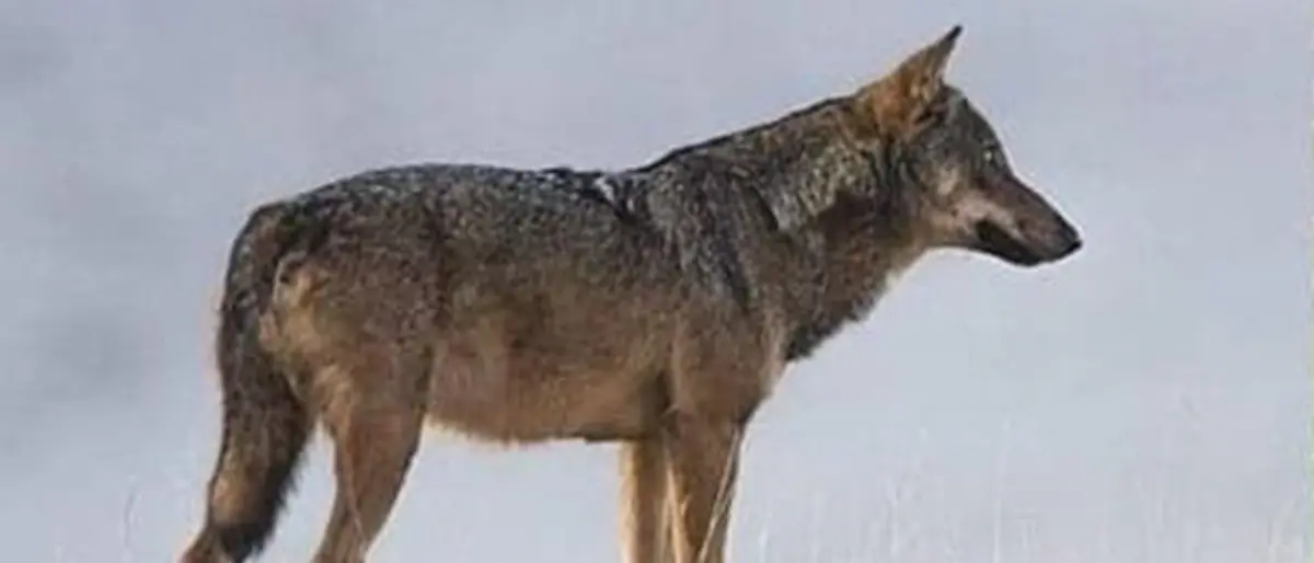 Melito, avvistato sul lungomare un lupo appenninico