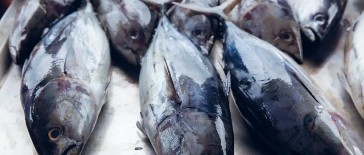 Villa San Giovanni, sequestrati 1.600 chili di prodotti ittici