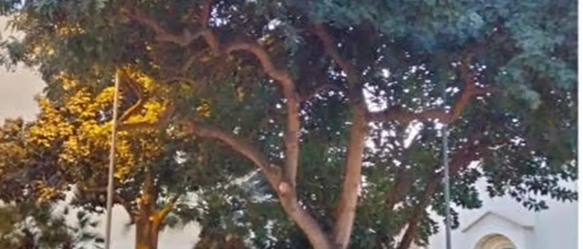 Reggio, sabato l'iniziativa del comitato di quartiere per ripulire piazza San Marco