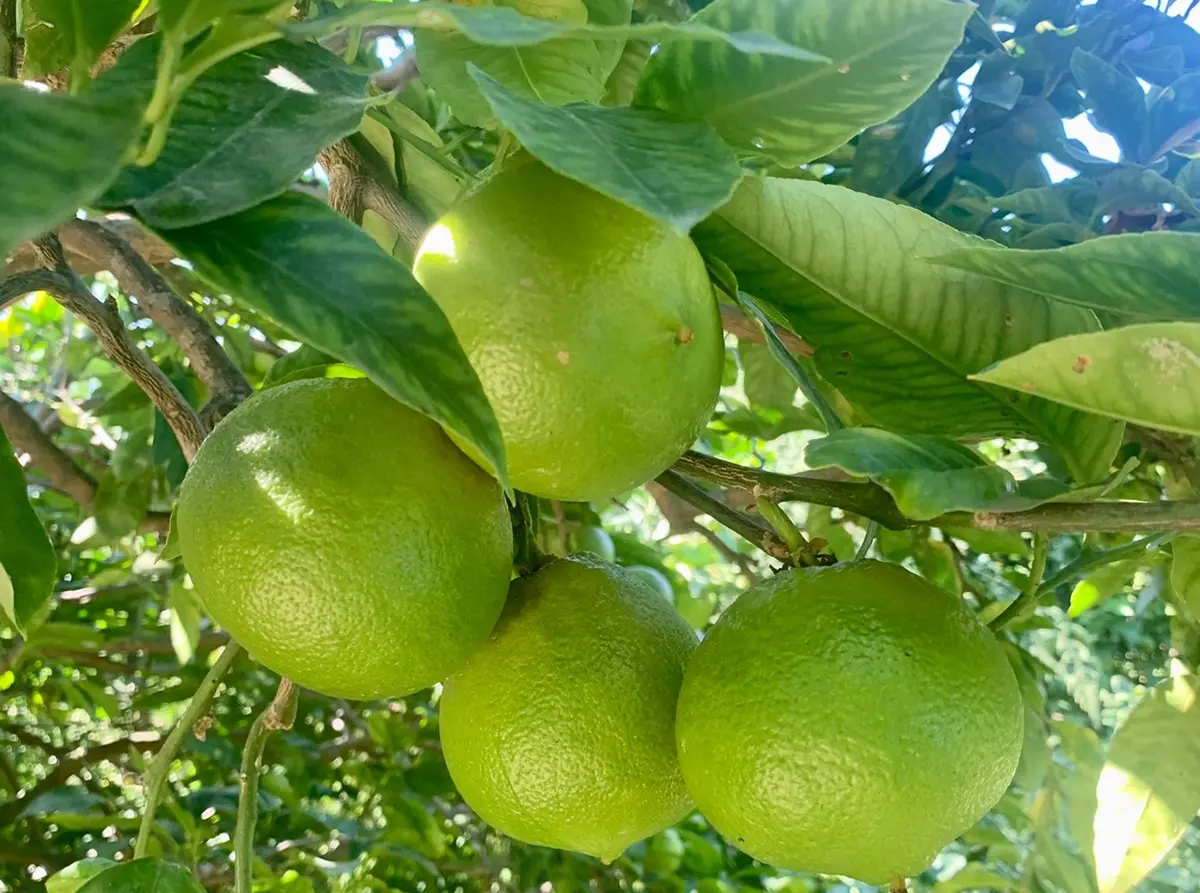 Condofuri, il vicepresidente del consiglio Nucera spinge per il DOP al Bergamotto: «Tuteliamo la nostra eccellenza»