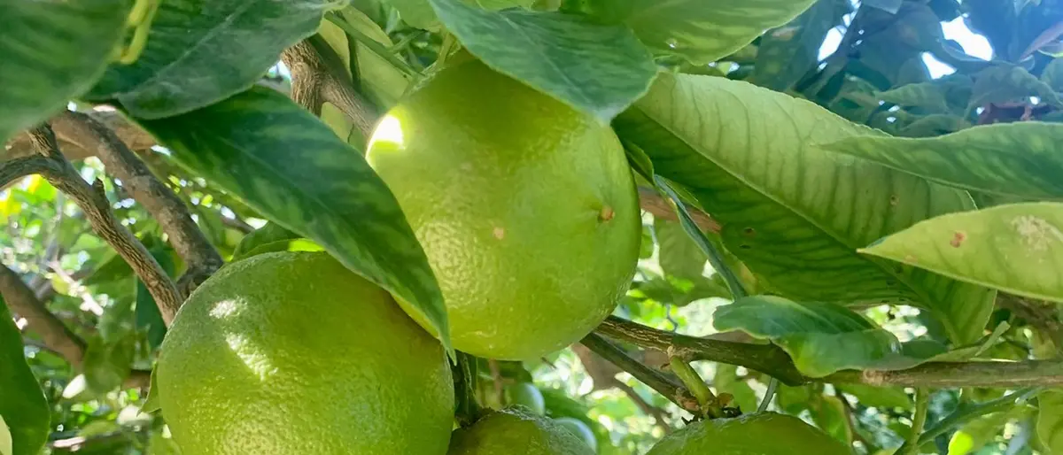 Campionato Bergamotto, gli Ambasciatori Pasticceri dell'Eccellenza: «Iniziativa aperta a tutti»