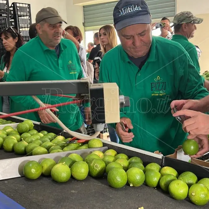 Bergarè entra nelle aziende reggine, così il bergamotto di Reggio Calabria ha estasiato il mondo - VIDEO E FOTO