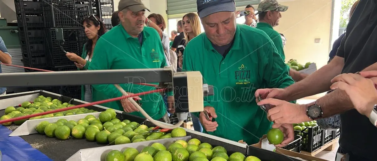 Bergarè entra nelle aziende reggine, così il bergamotto di Reggio Calabria ha estasiato il mondo - VIDEO E FOTO