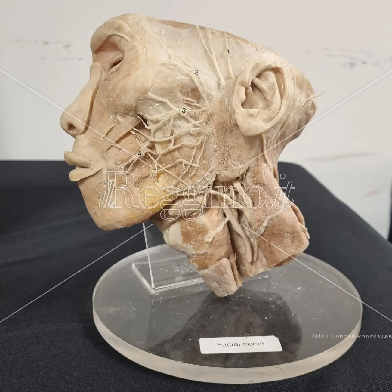 Reggio, chiude oggi la mostra per \"Imparare dai morti\" - FOTOGALLERY