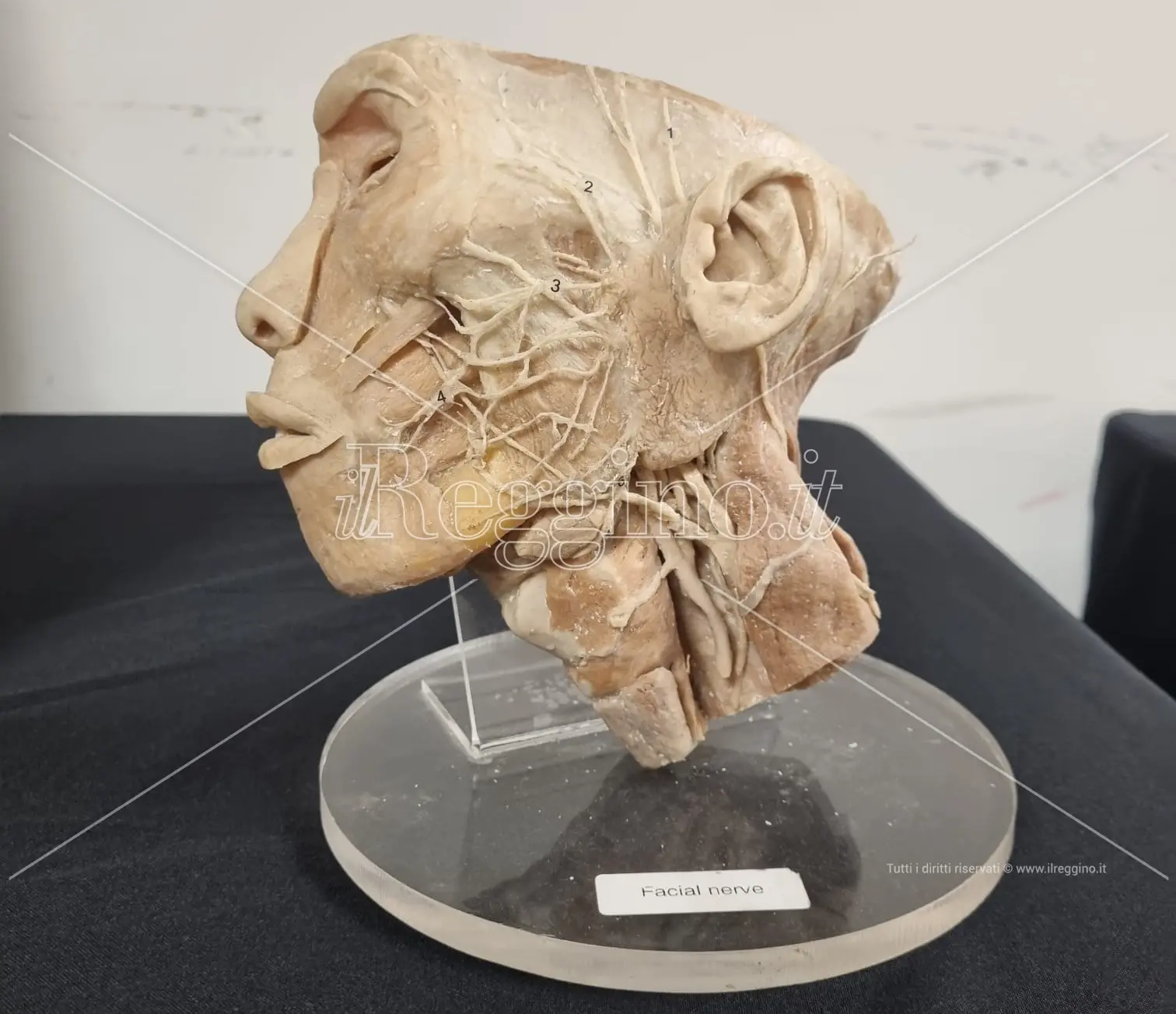 Reggio, chiude oggi la mostra per \"Imparare dai morti\" - FOTOGALLERY