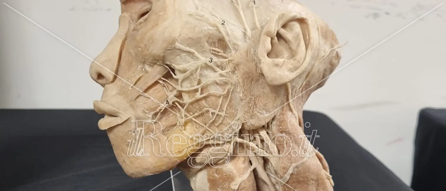 Reggio, chiude oggi la mostra per \"Imparare dai morti\" - FOTOGALLERY