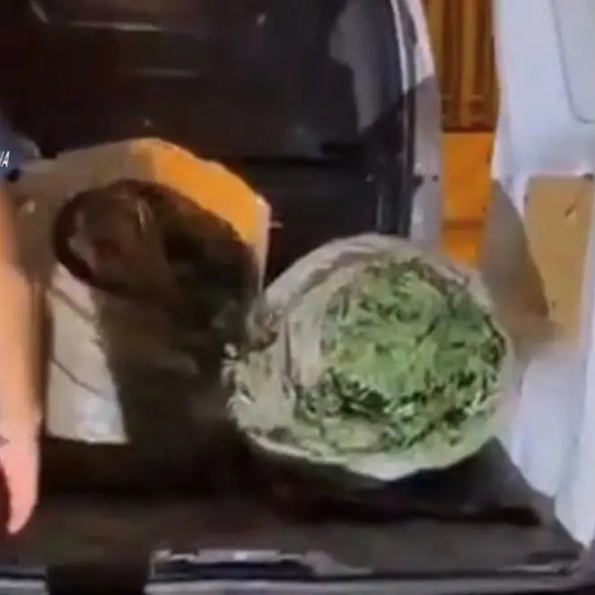 Platì, trovato in possesso di 72 kg di marijuana: disposti gli arresti domiciliari - VIDEO