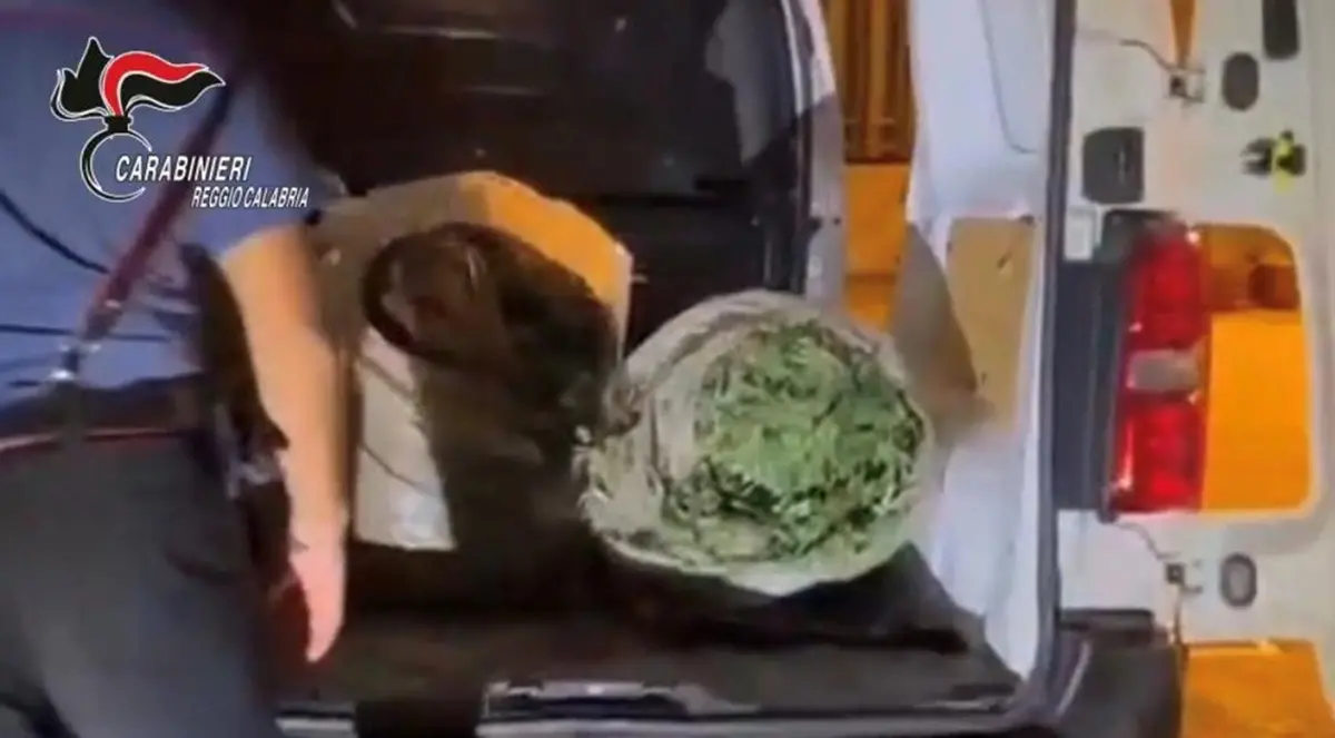 Platì, trovato in possesso di 72 kg di marijuana: disposti gli arresti domiciliari - VIDEO