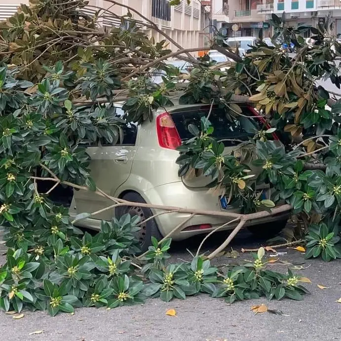 Reggio, il vento spezza un albero che cade su un'auto. Aloisio: «Non aspettiamo che succeda una tragedia»
