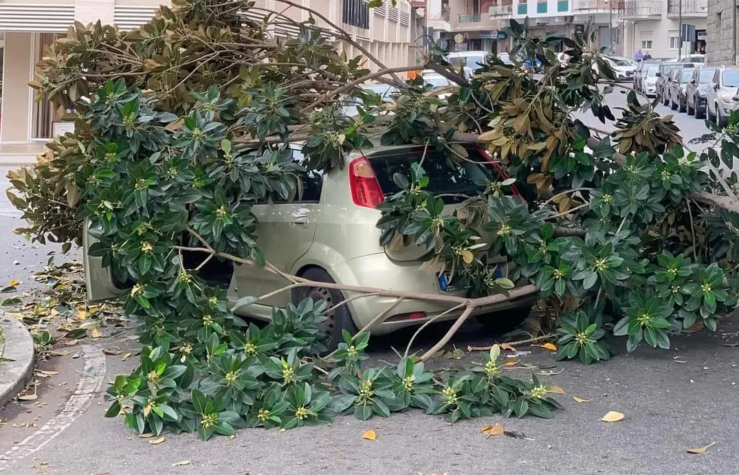Reggio, il vento spezza un albero che cade su un'auto. Aloisio: «Non aspettiamo che succeda una tragedia»