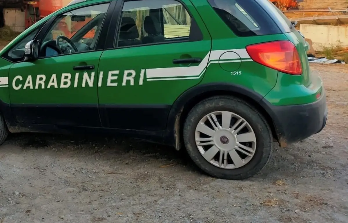 Oppido, cacciava illegalmente esemplari di ghiro: denunciato un 54enne