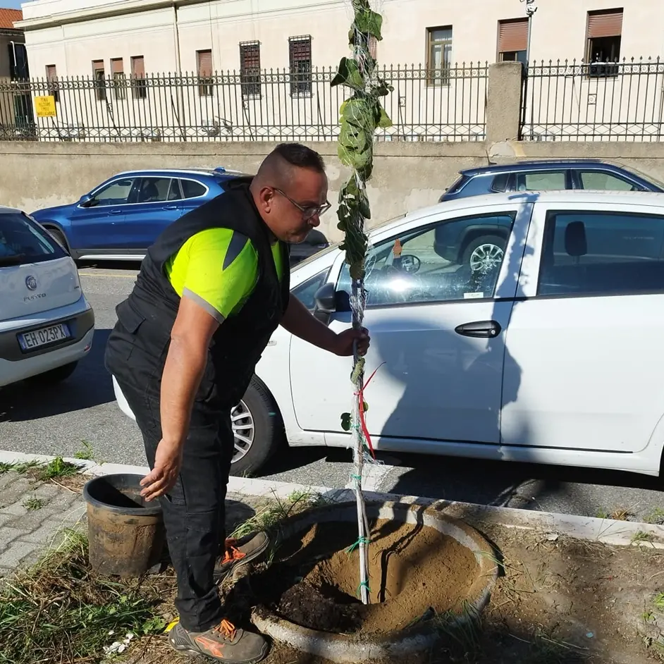 Giornata nazionale dell'albero a Reggio, sei nuove piante sul Ponte della Libertà
