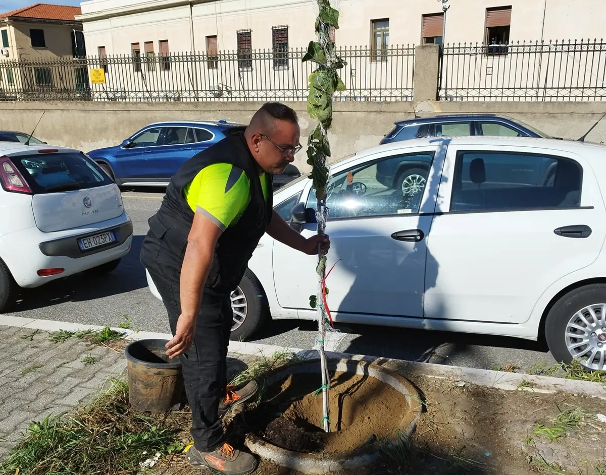 Giornata nazionale dell'albero a Reggio, sei nuove piante sul Ponte della Libertà