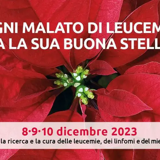 Reggio, tornano le Stelle di Natale Ail: l’8 il 9 ed il 10 dicembre in piazza