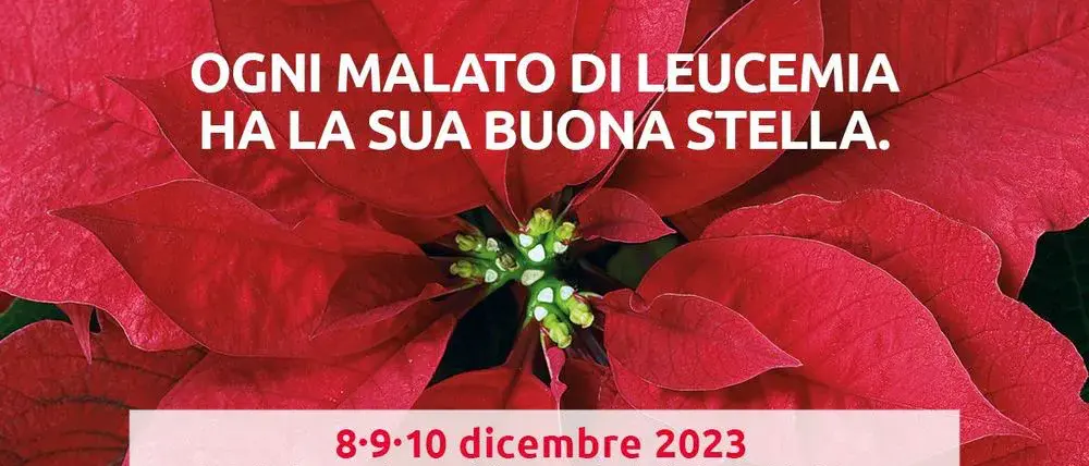 Reggio, tornano le Stelle di Natale Ail: l’8 il 9 ed il 10 dicembre in piazza