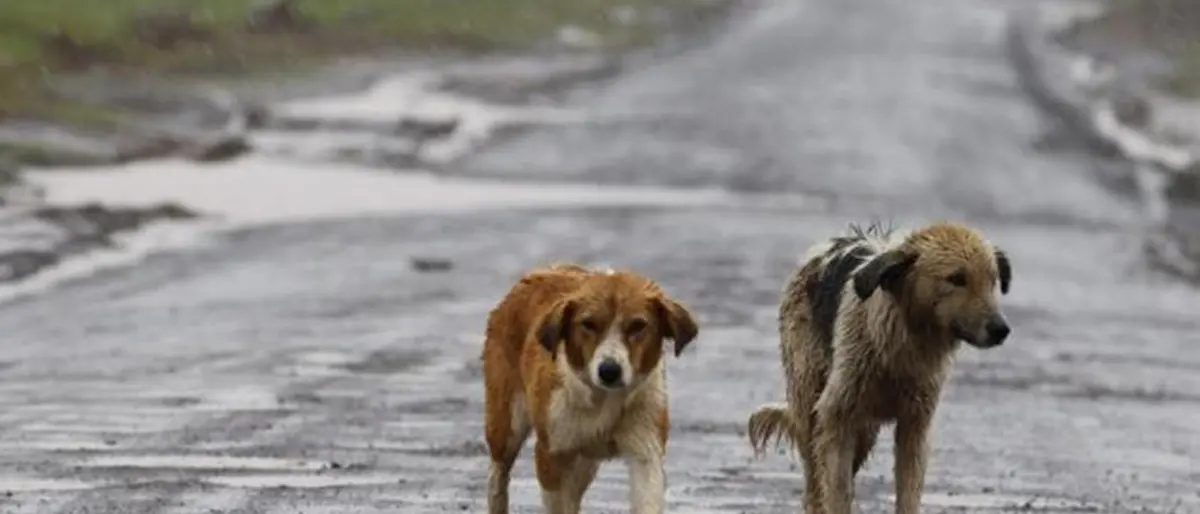 Cani randagi uccisi a fucilate nei monti della Locride, AIDAA annuncia esposto in Procura