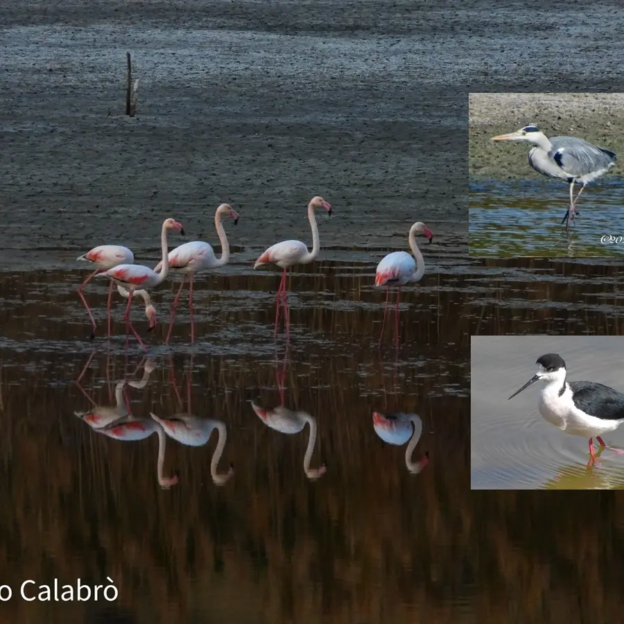 BORGHI E LUOGHI DEL CUORE | L'oasi naturale del Pantano di Saline Joniche, un sorprendente scrigno di biodiversità - FOTO