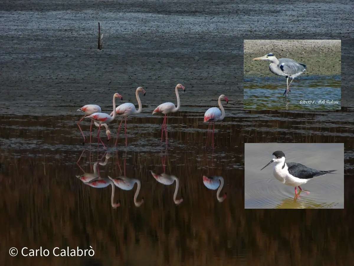 BORGHI E LUOGHI DEL CUORE | L'oasi naturale del Pantano di Saline Joniche, un sorprendente scrigno di biodiversità - FOTO