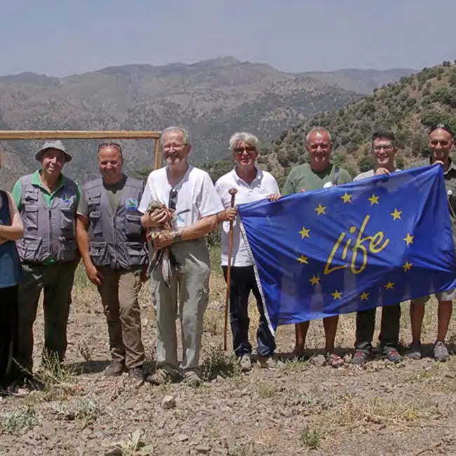 Parco Aspromonte, 8 nibbi reali liberati: 4 rimasti in Calabria e 4 emigrati in Sicilia