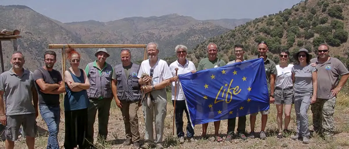 Parco Aspromonte, 8 nibbi reali liberati: 4 rimasti in Calabria e 4 emigrati in Sicilia