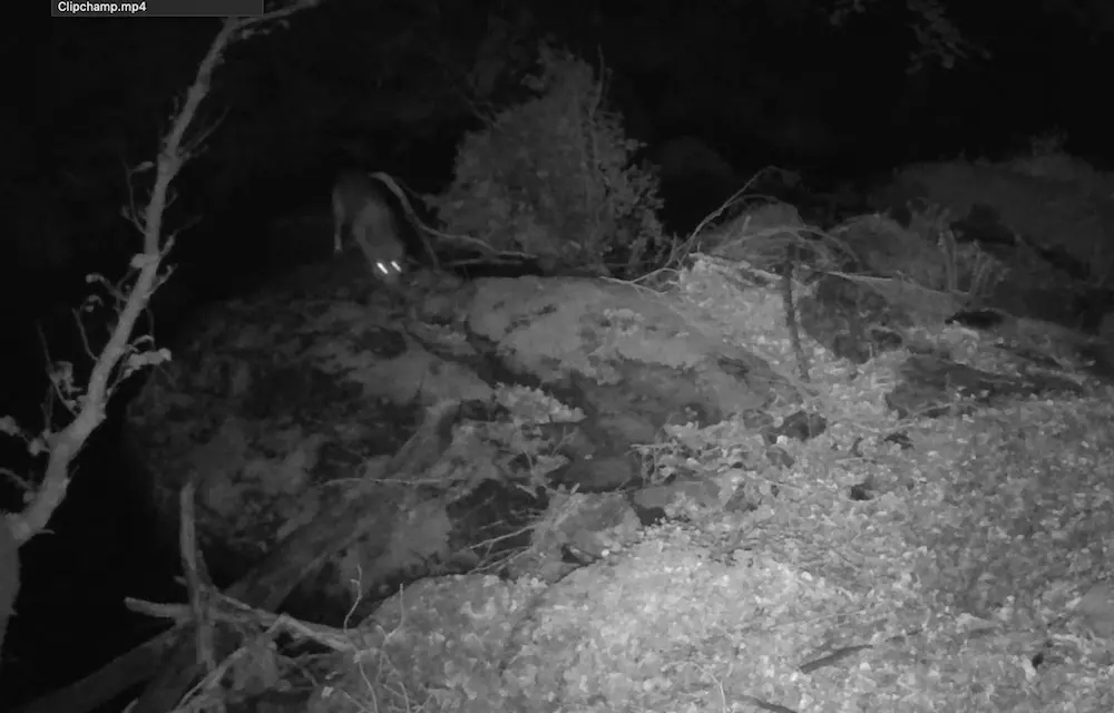 Attività di monitoraggio sul lupo all’interno del Parco Nazionale dell’Aspromonte, grazie al progetto “Wolfnext\"