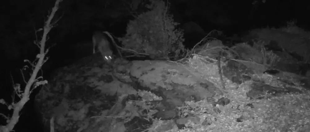 Attività di monitoraggio sul lupo all’interno del Parco Nazionale dell’Aspromonte, grazie al progetto “Wolfnext\"