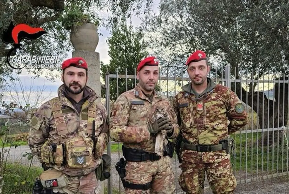 Rosarno, poiana impatta su macchina in transito: salvata dai Carabinieri