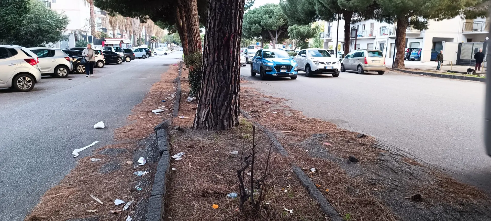 Reggio, il comitato di quartiere Viale Calabria-Via Palmi chiede interventi in città sul verde urbano