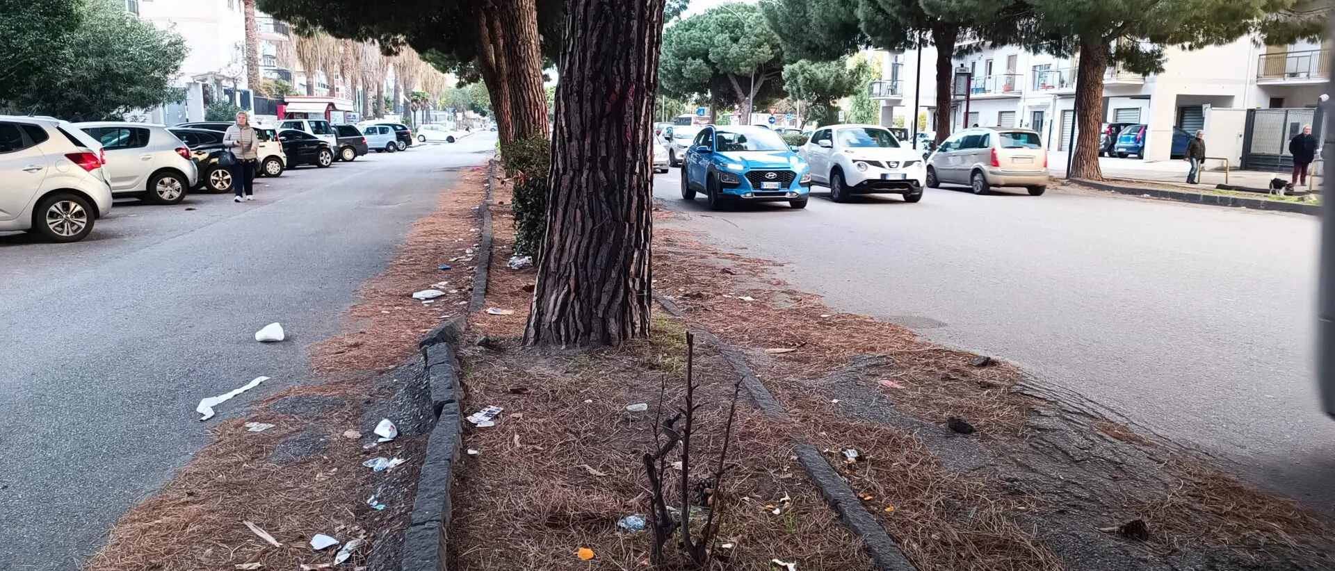 Reggio, il comitato di quartiere Viale Calabria-Via Palmi chiede interventi in città sul verde urbano