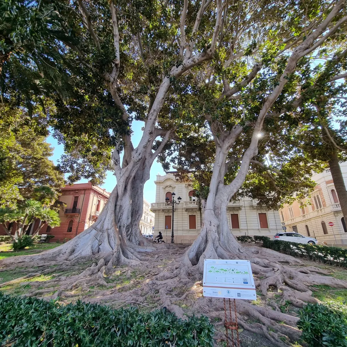 Reggio, avviate dal settore “Ambiente” le attività per la redazione del Piano di Gestione del Verde Urbano