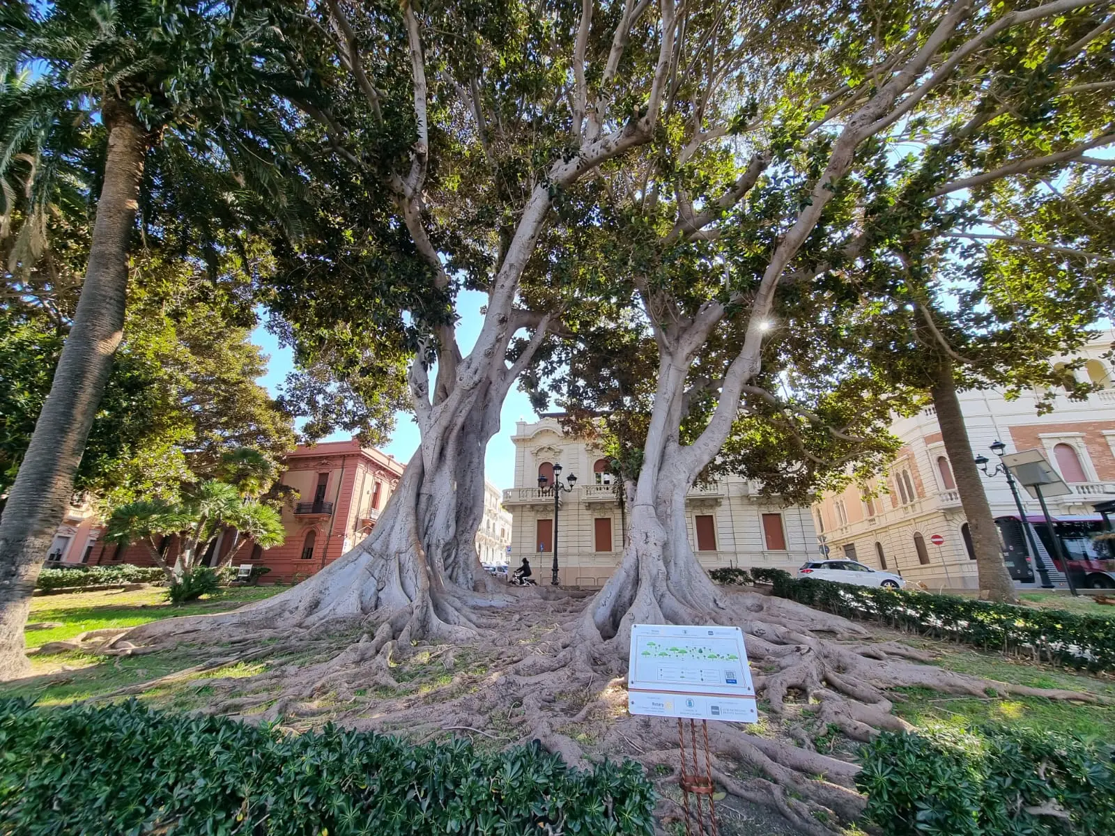 Reggio, avviate dal settore “Ambiente” le attività per la redazione del Piano di Gestione del Verde Urbano