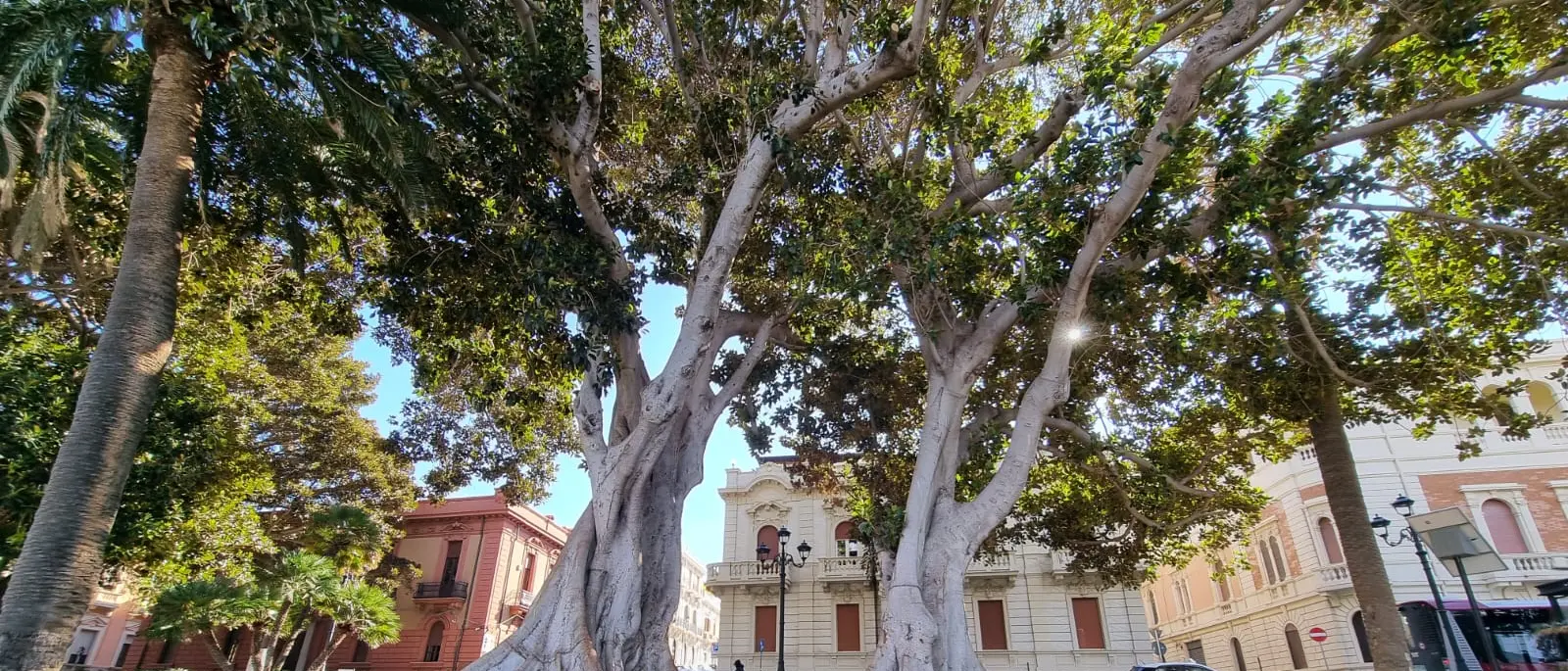 Reggio, avviate dal settore “Ambiente” le attività per la redazione del Piano di Gestione del Verde Urbano