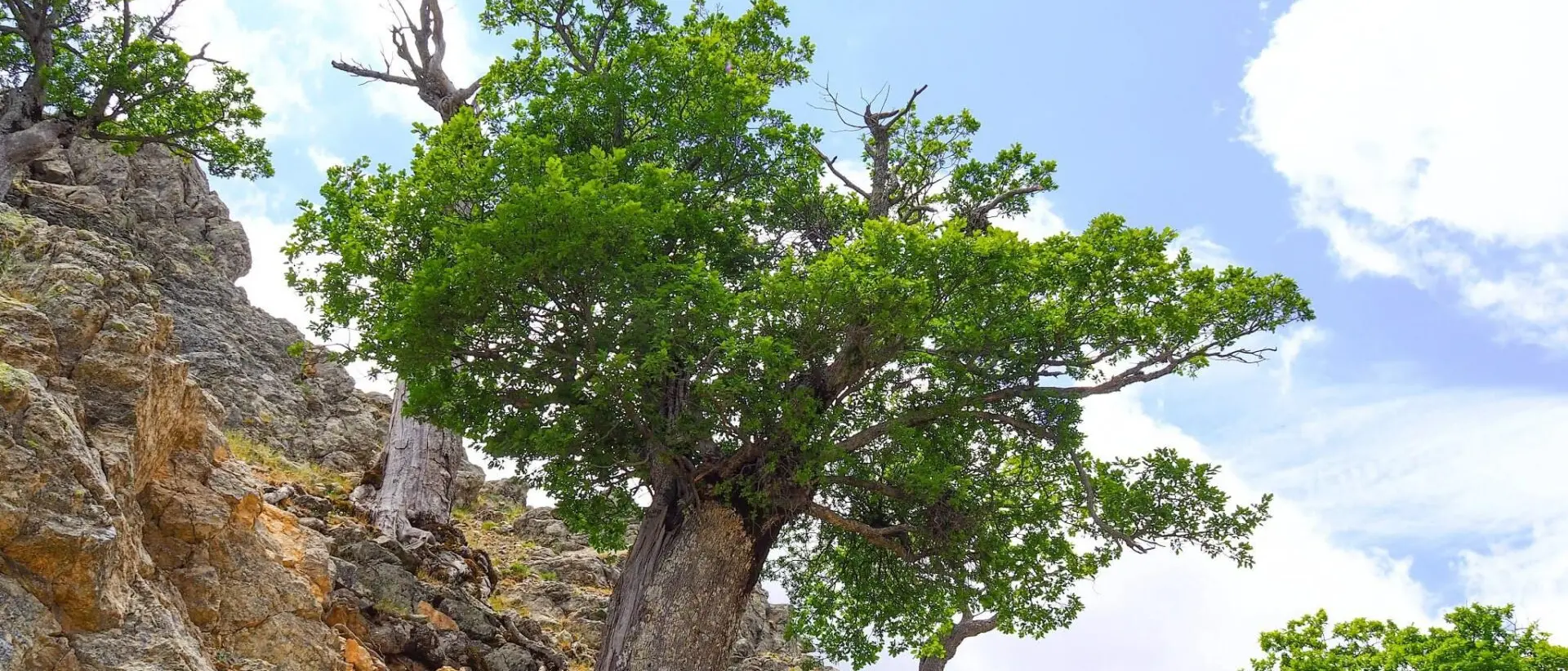 Il mistero di Demetra, la quercia più vecchia d’Europa all’interno del Parco Nazionale dell’Aspromonte si infittisce