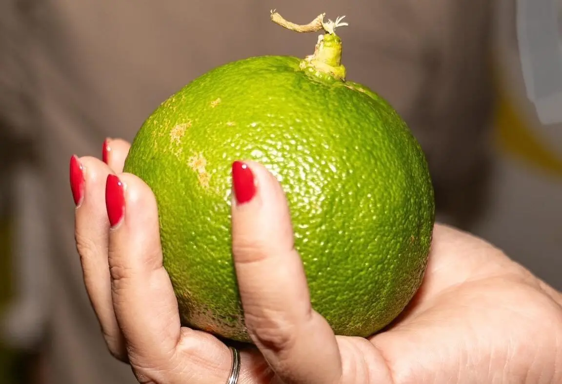 Il Consorzio del Bergamotto di Reggio Calabria fa tappa a Berlino per Fruit logistica